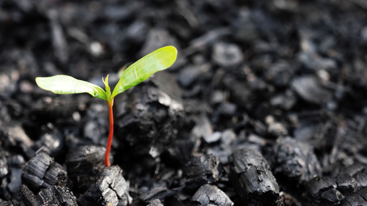 Green sprout growing on the coals after a fire showing resilience.